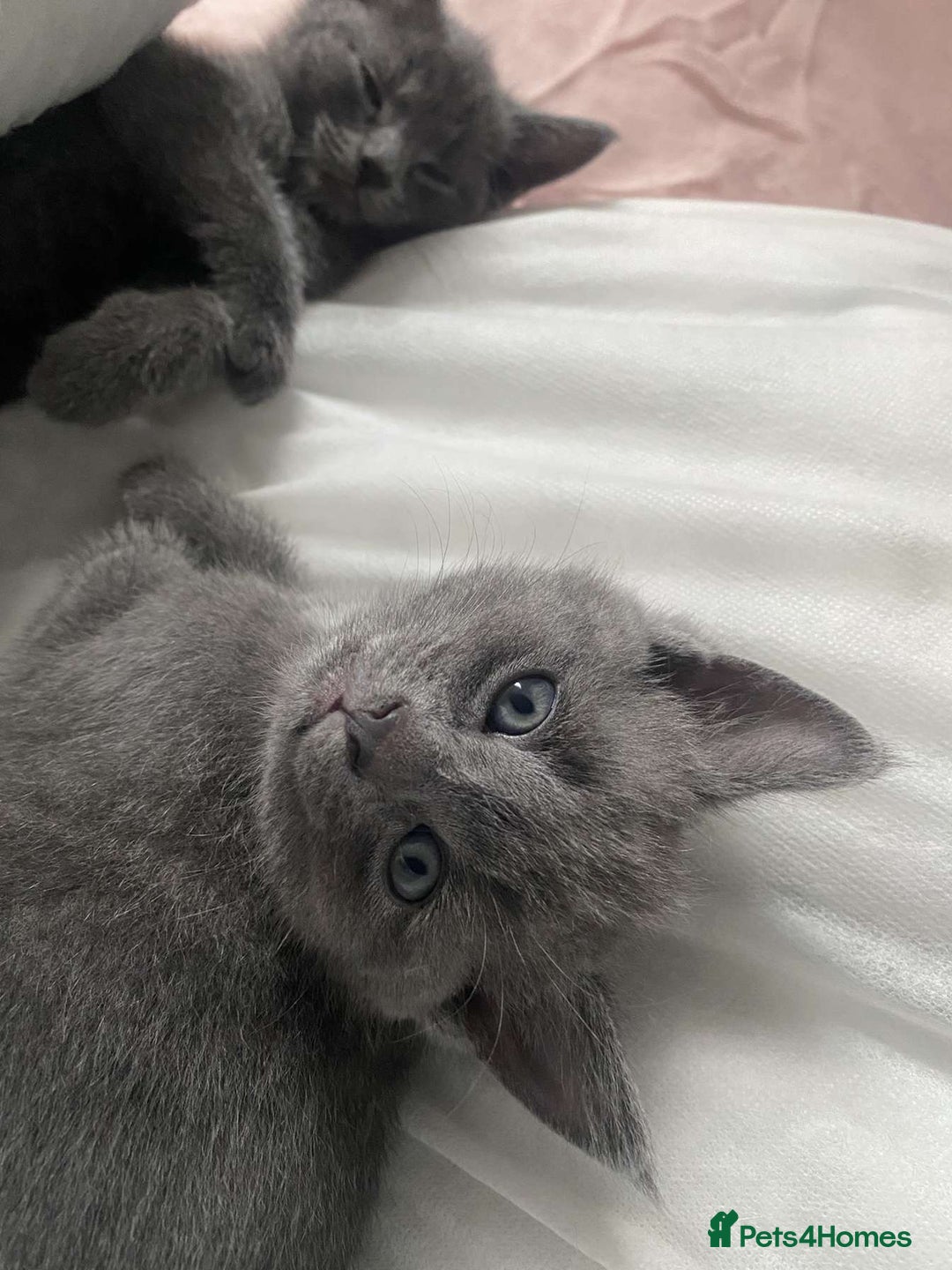 Russian Blue cats for sale: Russian blue kittens  - Image 3