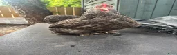 Chickens poultry for sale: Young cuckoo pekin quad 1 cockerel 3 hens laying - Advert 6