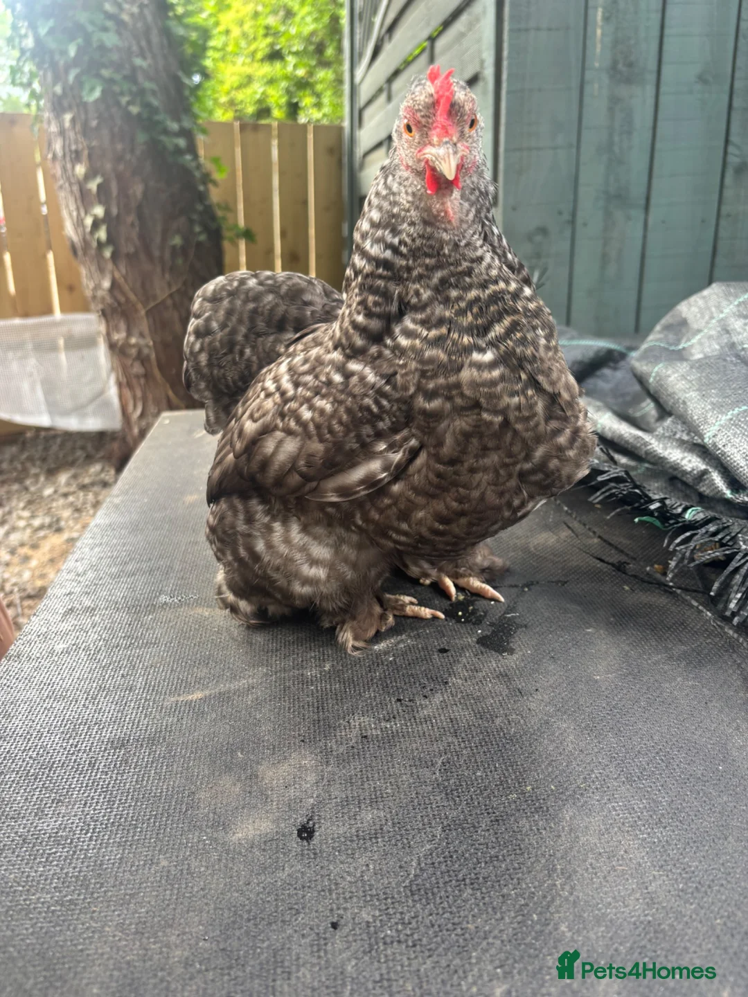 Chickens poultry for sale: Young cuckoo pekin quad 1 cockerel 3 hens laying - Advert 6