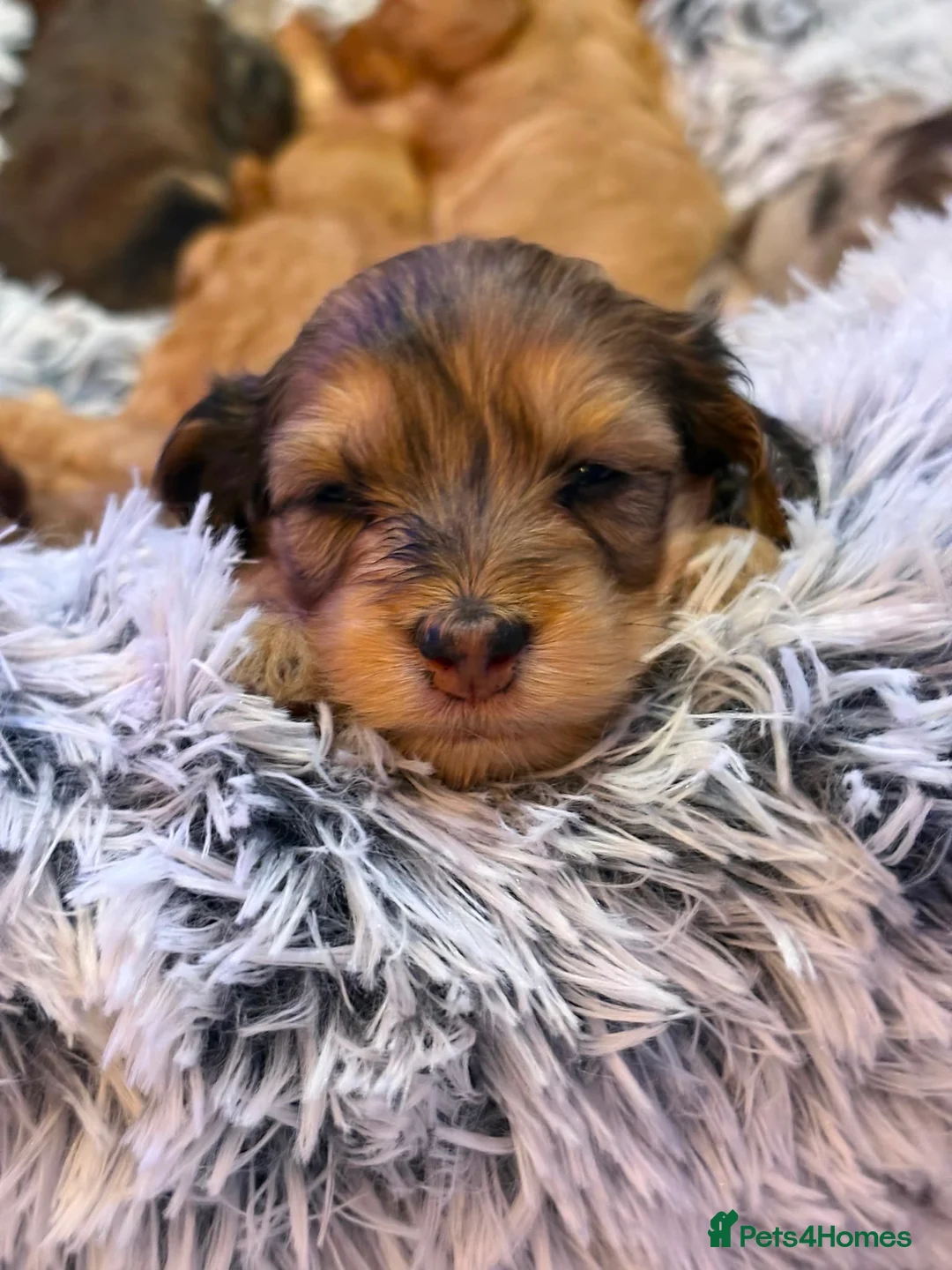 Cockapoo dogs for sale: F1 Cockapoo Girl chocolate and black in Harlow - Advert 8