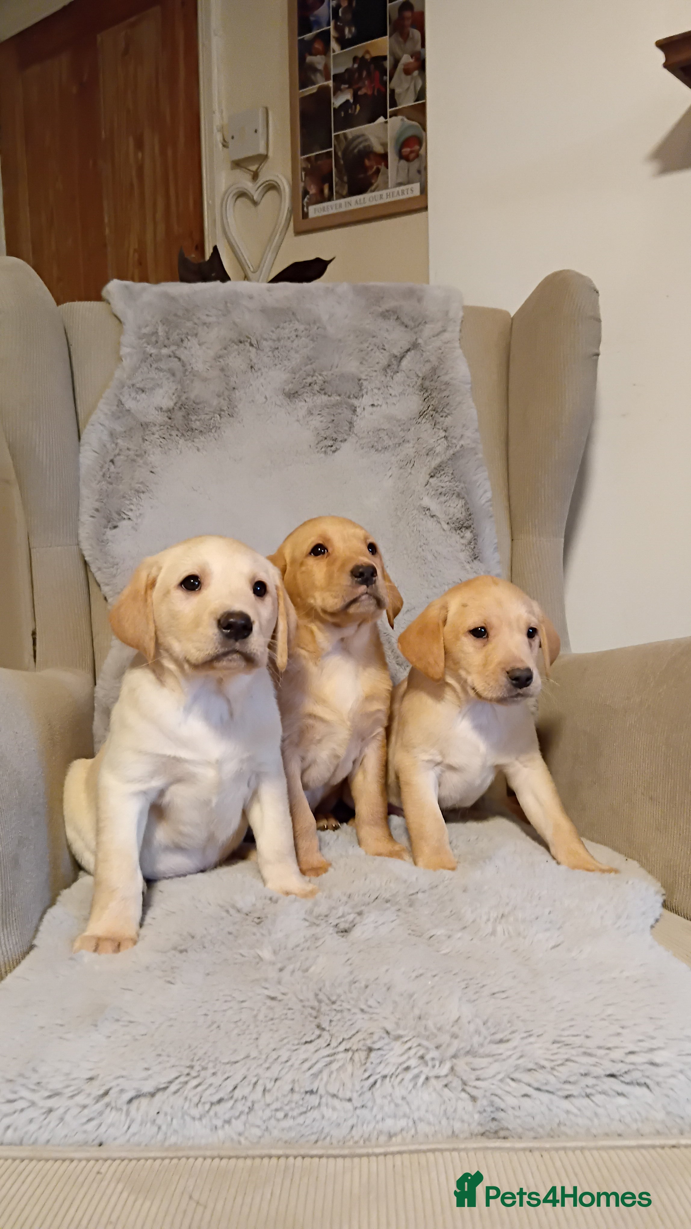 Labrador Retriever dogs Labrador retriever puppies for sale - Advert 15