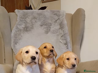 Labrador Retriever dogs Labrador retriever puppies for sale - Advert 15