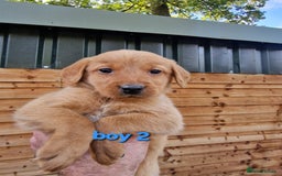 Labradoodle dogs for sale: F1b labradoodle,  back cross to a labrador - Image 2