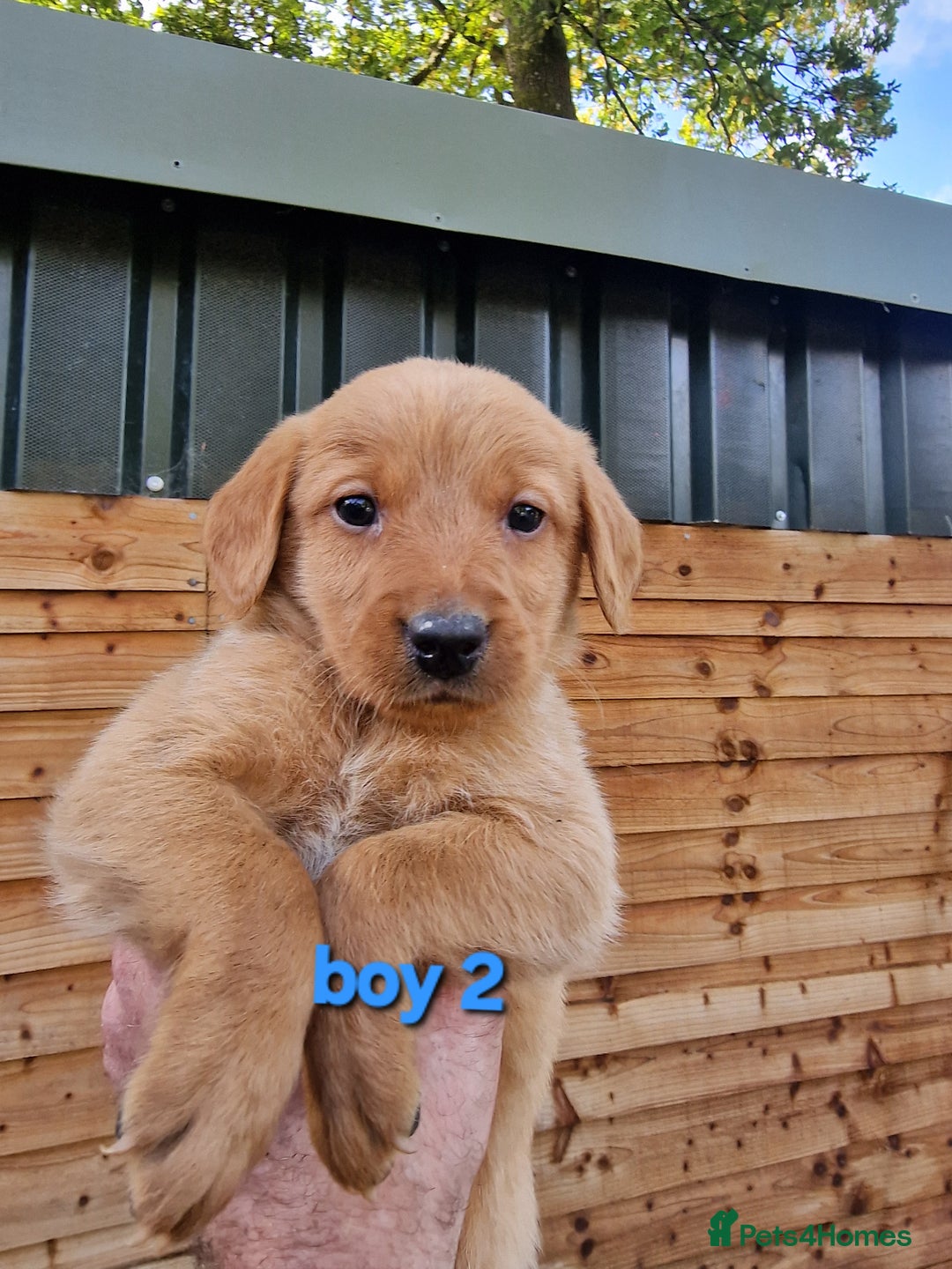 Labradoodle dogs for sale: F1b labradoodle,  back cross to a labrador - Image 2