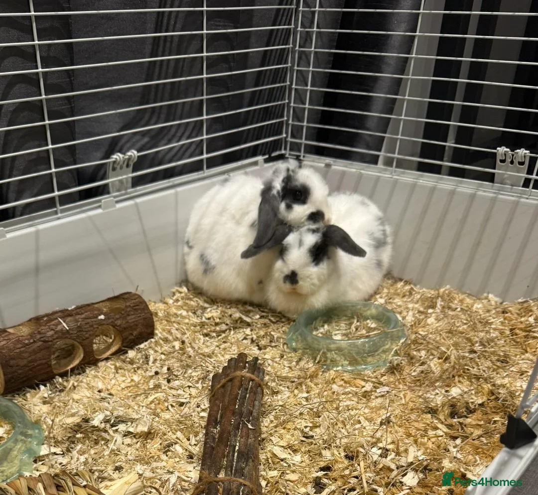 Dwarf Lop rabbits for sale: Mini loop bunnies  in Wickford - Advert 2