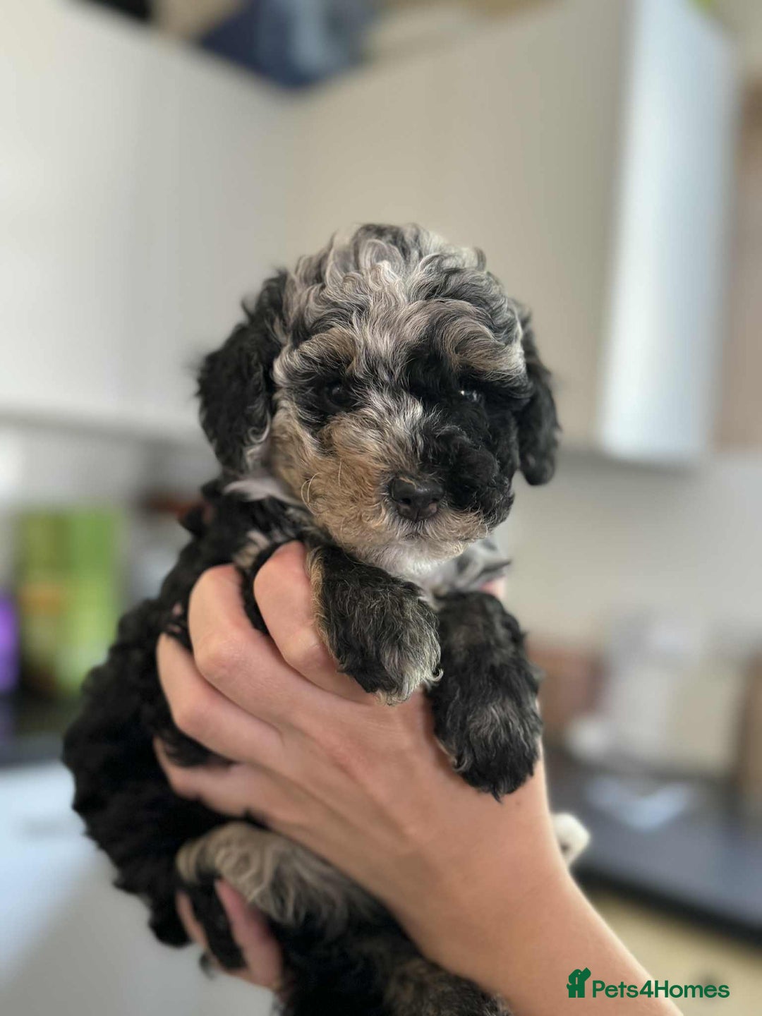 Sheepadoodle dogs for sale: F1b mini sheepadoodles - Image 35