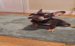 French Bulldog dogs for sale: French Bulldog  - Advert 3