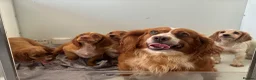 Cocker Spaniel dogs for sale: Cocker spaniel puppies  in Poole - Advert 6