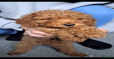 Cockapoo dogs - Advert 1