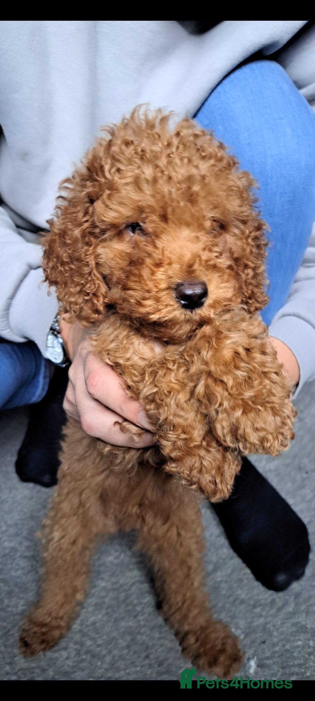 Cockapoo dogs for sale: Stunning toy cockapoo - Image 2