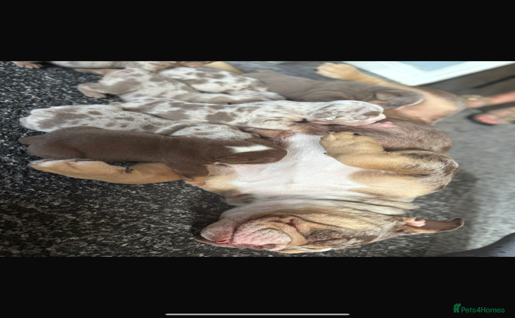 English Bulldog dogs - Advert 2