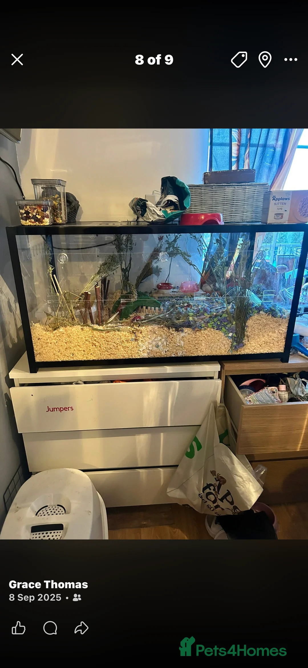 Hamster rodents for sale: Rocky looking for new home  - Advert 7