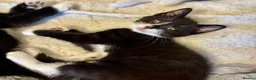 Mixed Breed cats for sale: Beautiful tuxedo kittens  - Advert 19