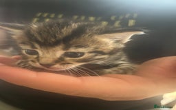 Mixed Breed cats for sale: 9 beautiful kittens  - Image 6