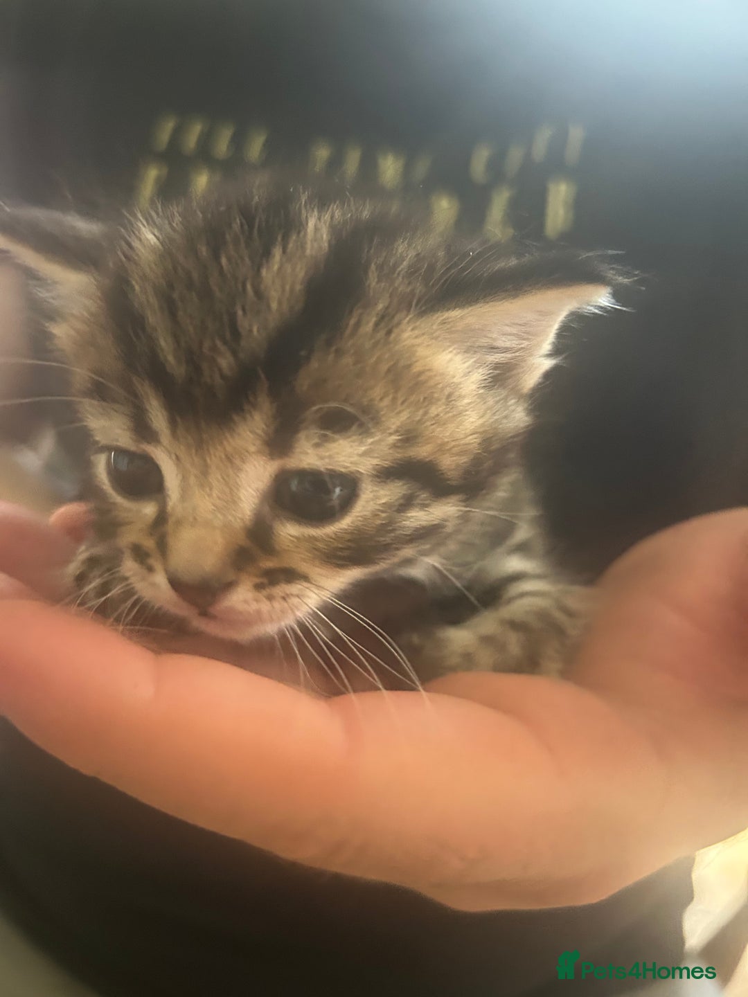 Mixed Breed cats for sale: 9 beautiful kittens  - Image 6