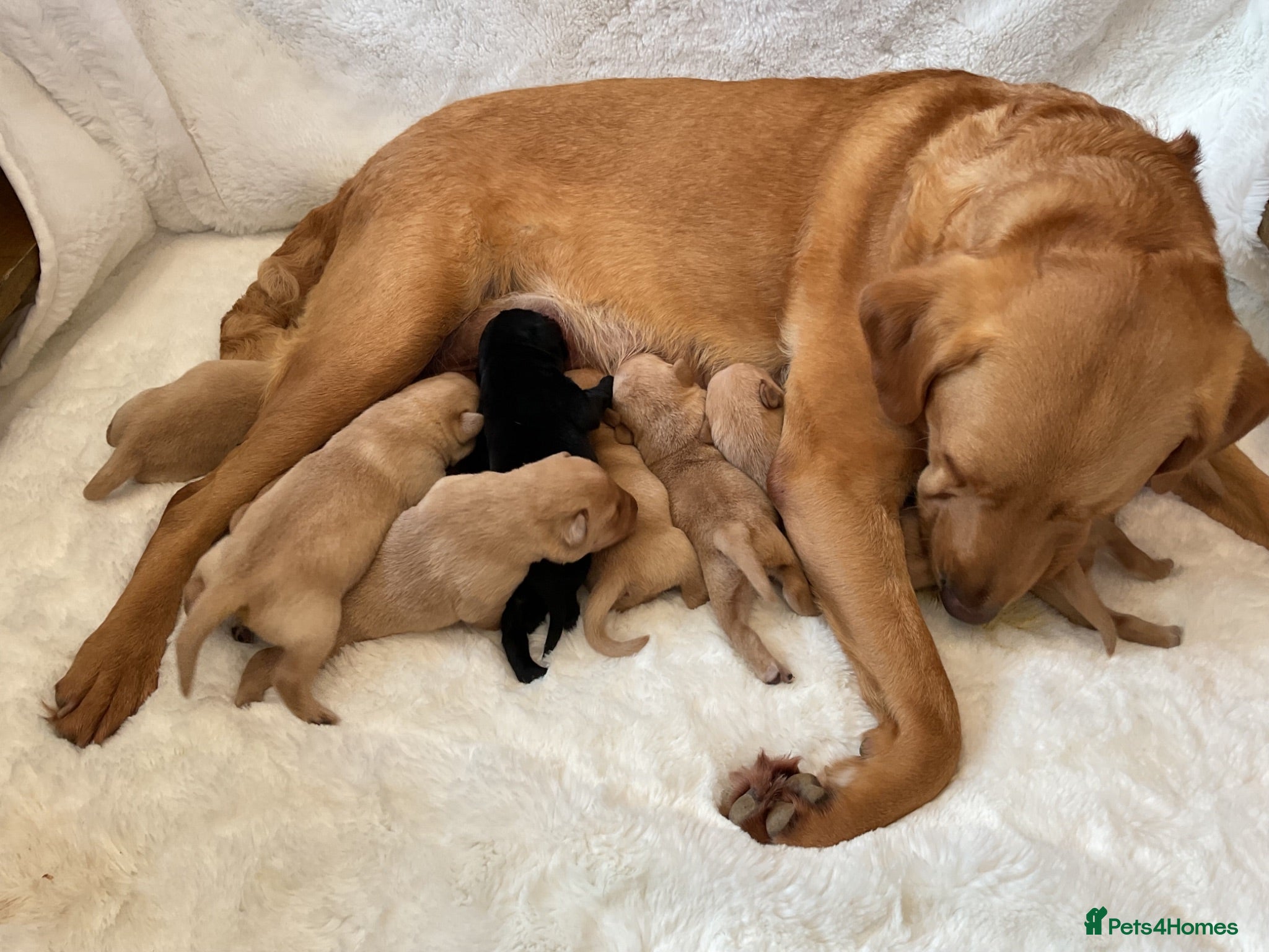 Labrador Retriever dogs DNA tested KC reg Labrador puppies - Advert 2