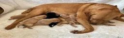 Labrador Retriever dogs for sale: DNA tested KC reg Labrador puppies - Advert 2