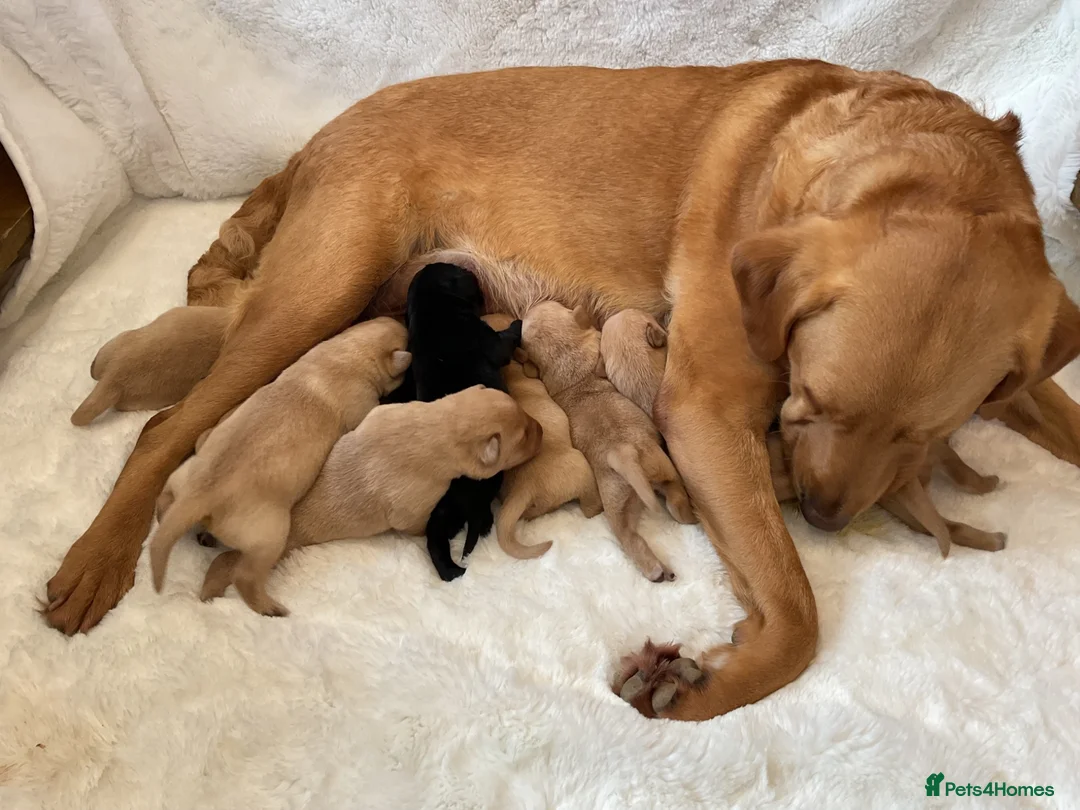 Labrador Retriever dogs for sale: DNA tested KC reg Labrador puppies - Advert 2