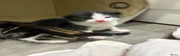 Mixed Breed cats for sale: Mixed kittens available  - Advert 4