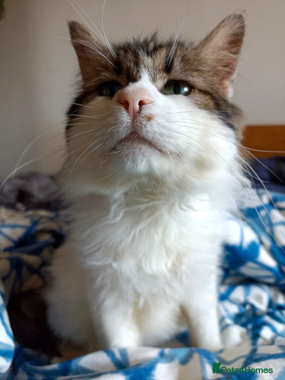 Persian cats for adoption: Teddy, 5 year old, Persian cross - Image 2