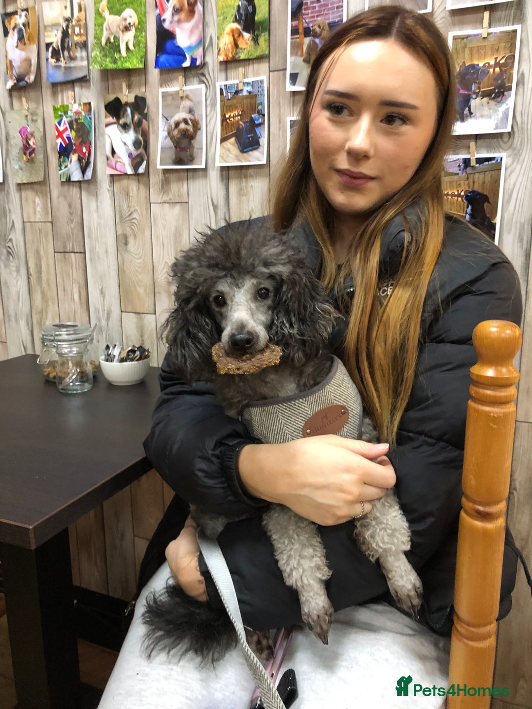 Toy Poodle dogs for sale: Teddy is ready to go! - Advert 5