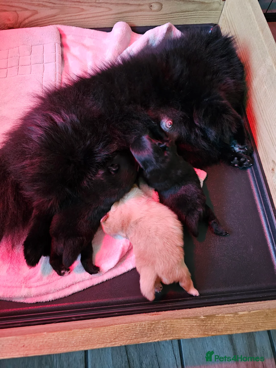 Pomeranian dogs for sale: 3 KC HANDSOME POMERANIAN BOYS - Advert 4