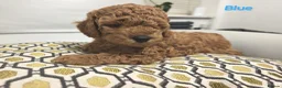 Schnoodle dogs for sale: Schnoodle Puppies Looking for Loving Homes - Advert 6