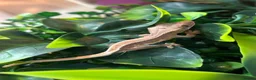 Frog reptiles for sale: Reptiles - Advert 2