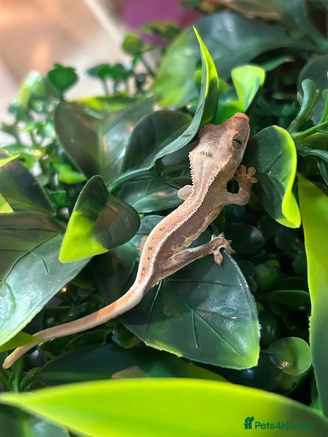 Frog reptiles for sale: Reptiles - Advert 2
