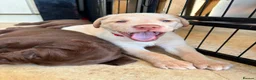 Labrador Retriever dogs for sale: LAST TWO GOLDEN FEMALE LABRADOR PUPPIES - Advert 11