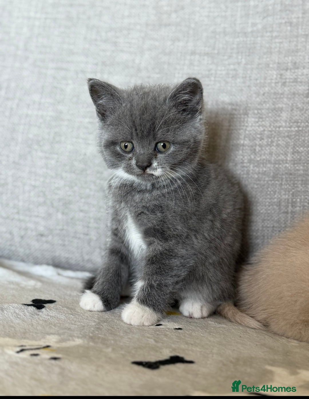 British Shorthair cats for sale: British shorthair kittens  - Image 4