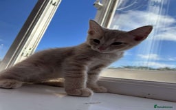 Mixed Breed cats for sale: 3 british shorthair kittens for sale  - Image 16