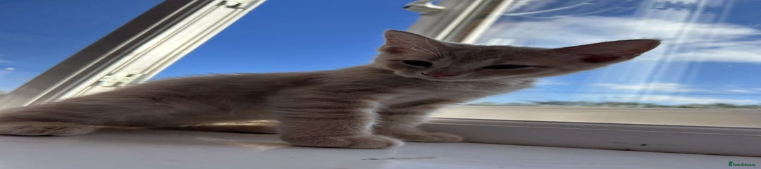 British Shorthair Kitten 3 