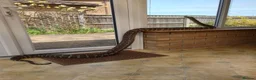 Python Snake reptiles for sale: Adult Coastal Carpet Python with Vivarium&Cabinet - Advert 2