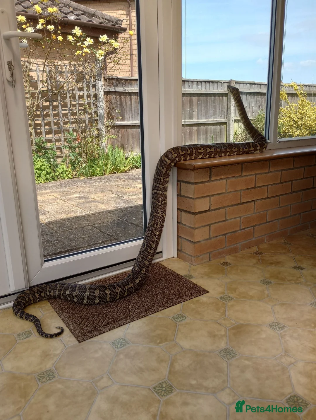 Python Snake reptiles for sale: Adult Coastal Carpet Python with Vivarium&Cabinet - Advert 2