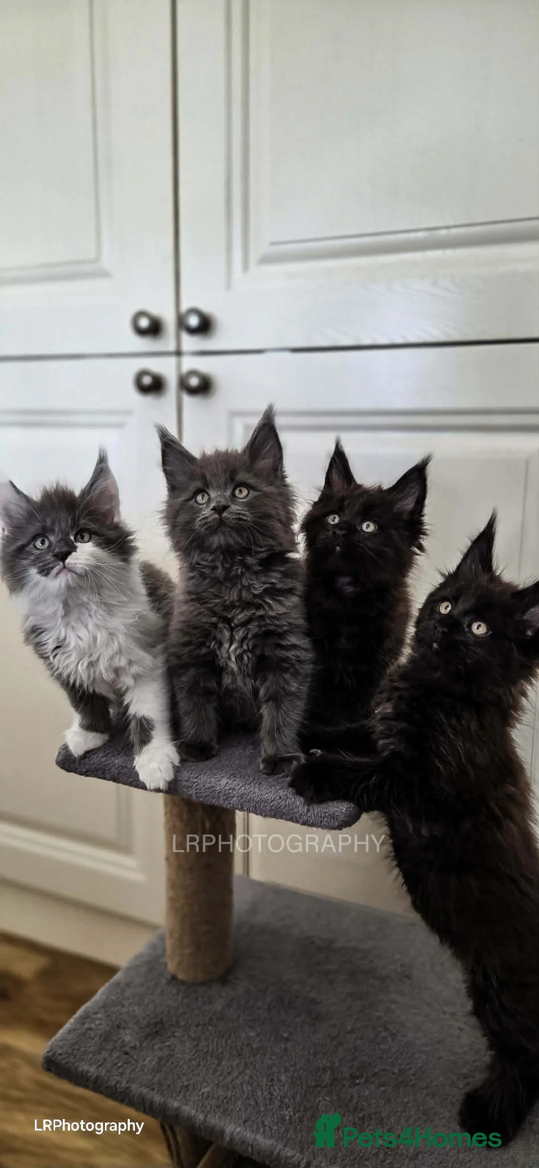 Maine Coon cats for sale: TICA REGISTERED MAINE COON  - Advert 1