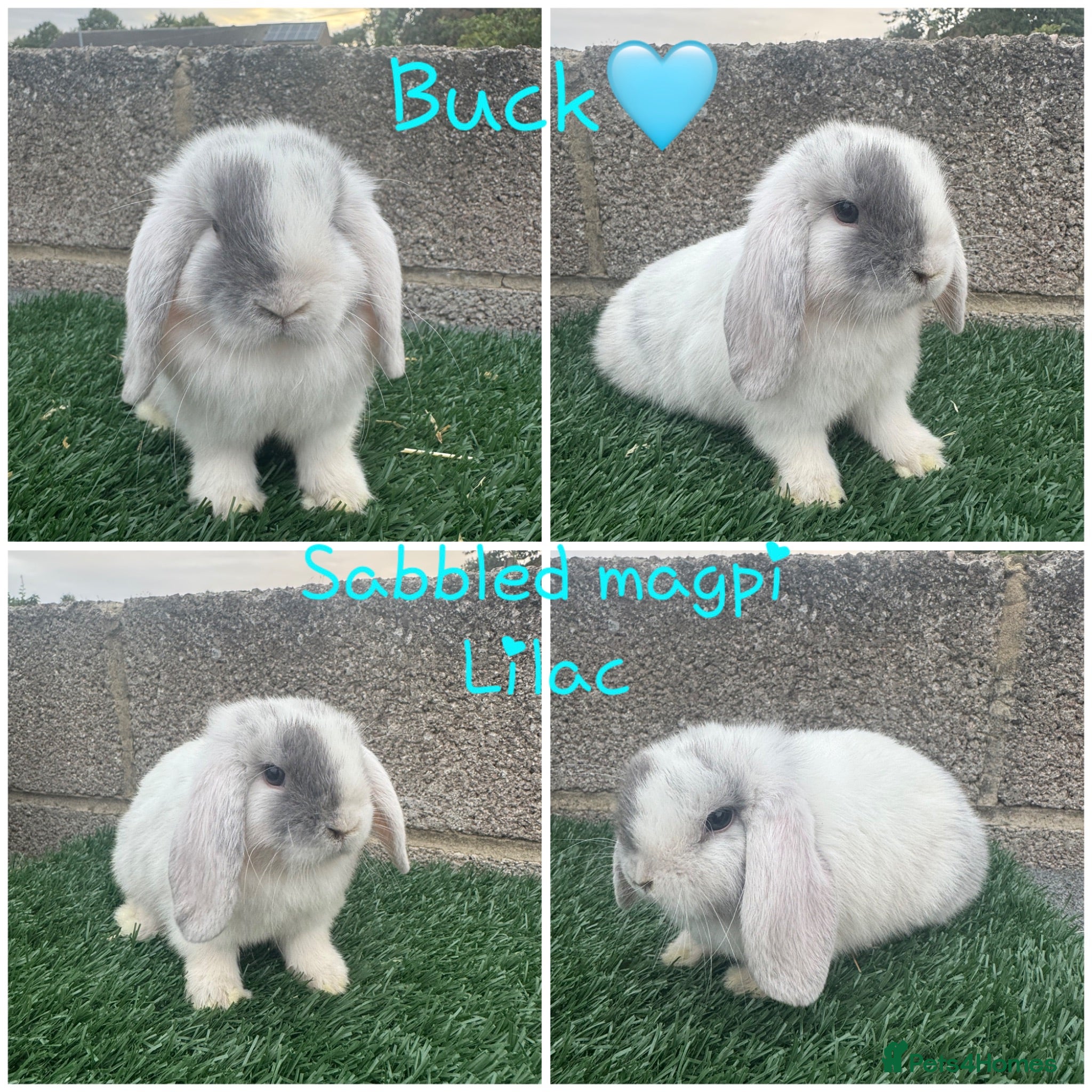 Mini Lop rabbits Pure breed mini lop  - Advert 1