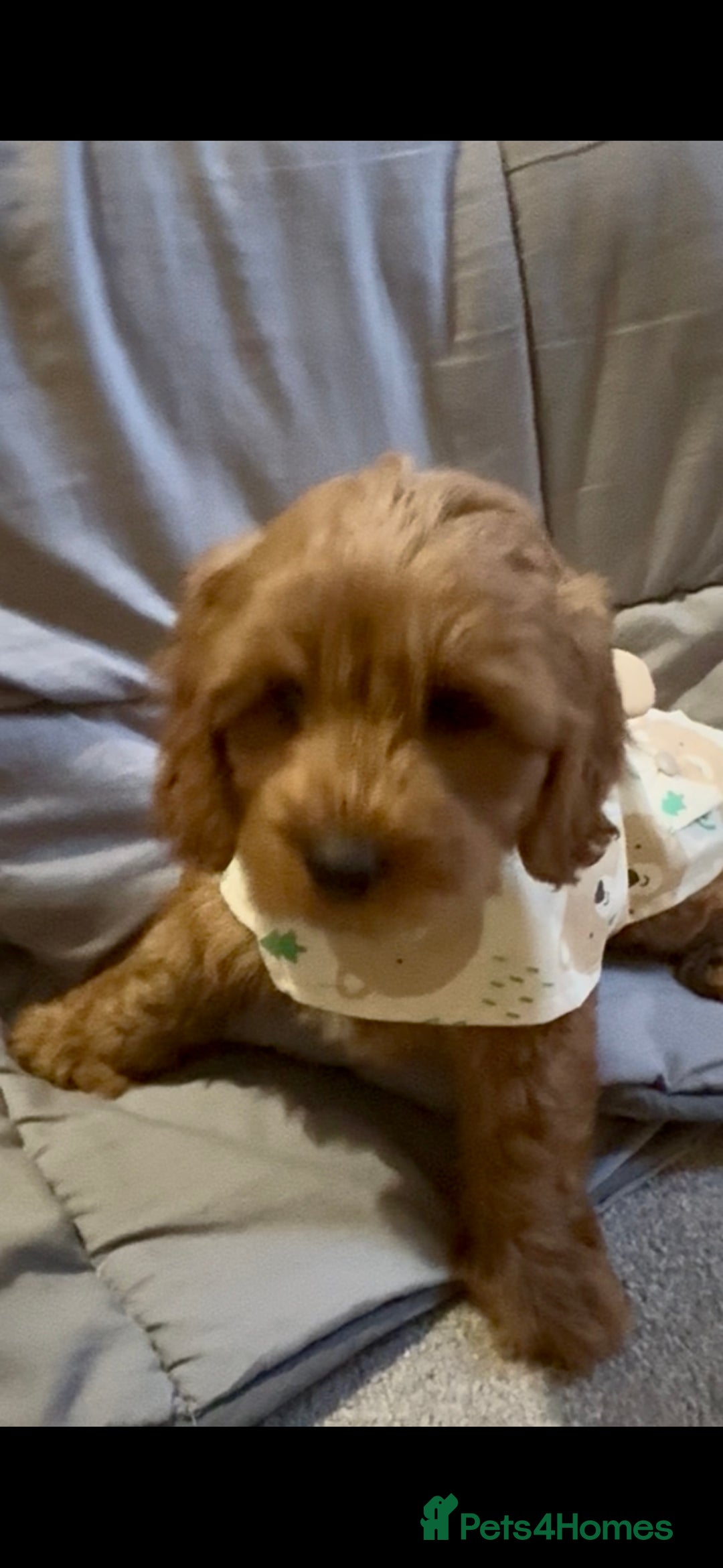 Cockapoo dogs for sale: Cockapoo F1b Male - Advert 4