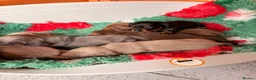Dachshund dogs for sale: Mini Dachshund Puppy   - Advert 7