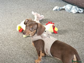 Dachshund dogs 6 month old dachshund puppy - Advert 1