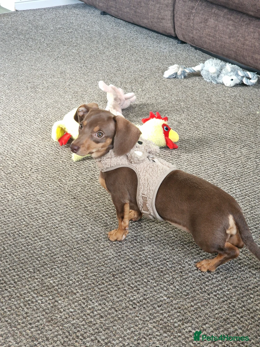 Dachshund dogs for sale: 9 month old dachshund puppy  - Advert 1