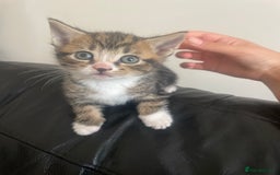 Mixed Breed cats for sale: 6 kittens for sale  - Image 7