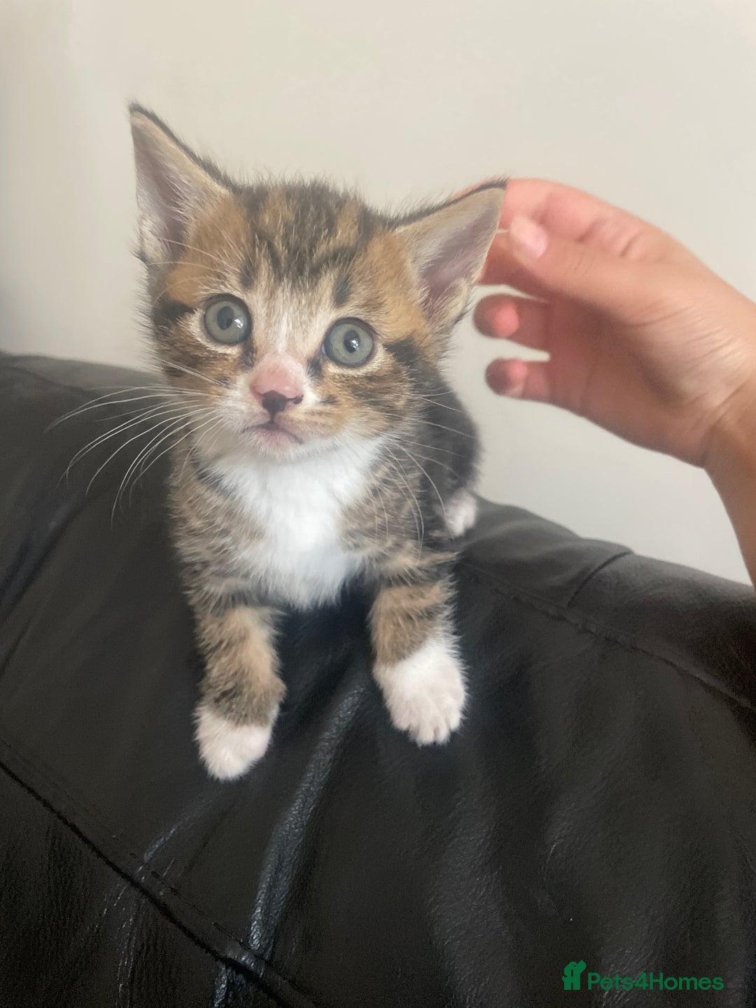 Mixed Breed cats for sale: 6 kittens for sale  - Image 7