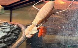 Praying Mantis invertebrates for sale: Praying Mantis Adult female Orchid & Timpr - Image 2