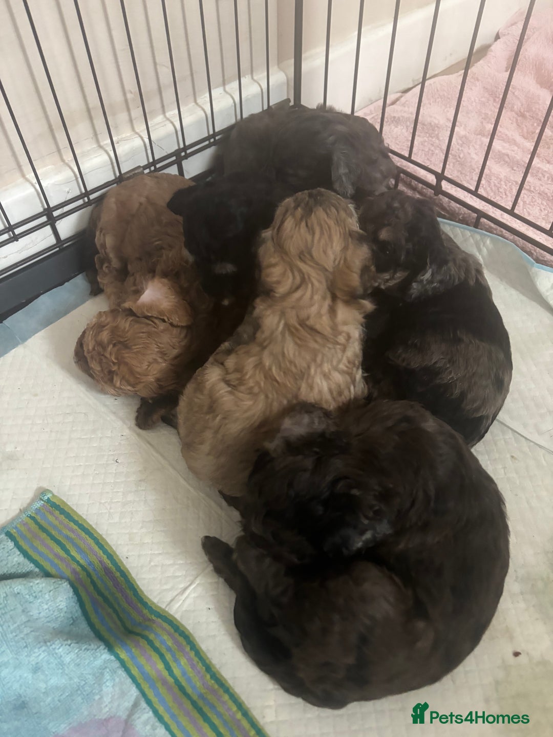 Cavapoo dogs for sale: Cavapoo puppies  in Preston - Image 12