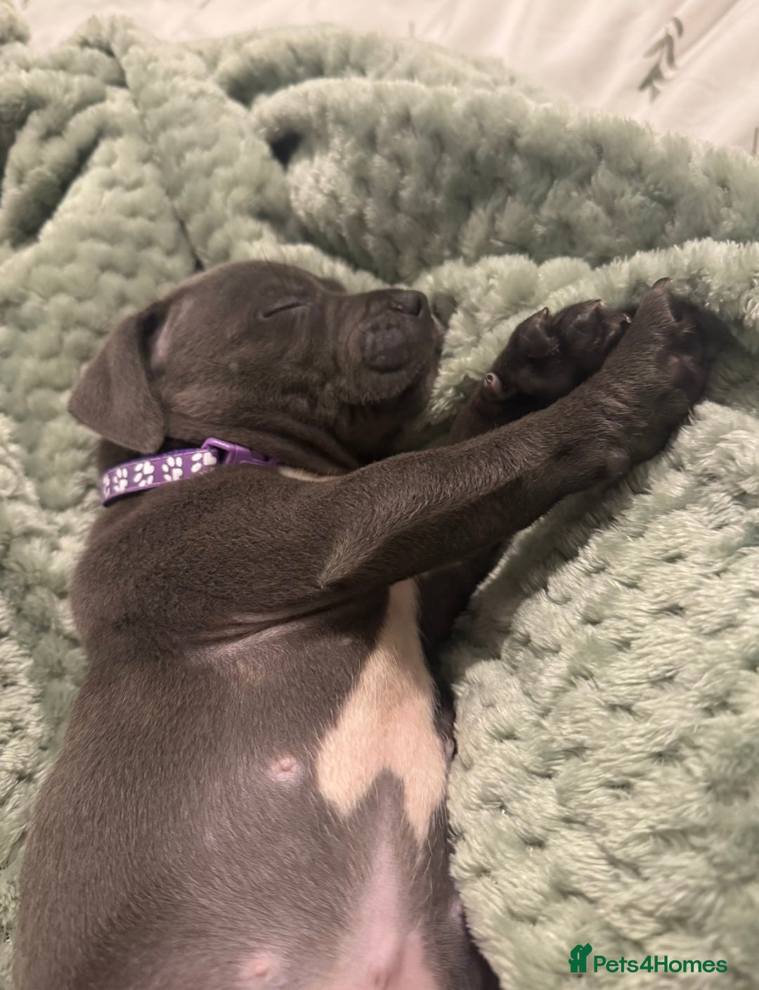 Staffordshire Bull Terrier dogs for sale: Stunning KC Blue Staffordshire Bull Terrier Pups - Image 17