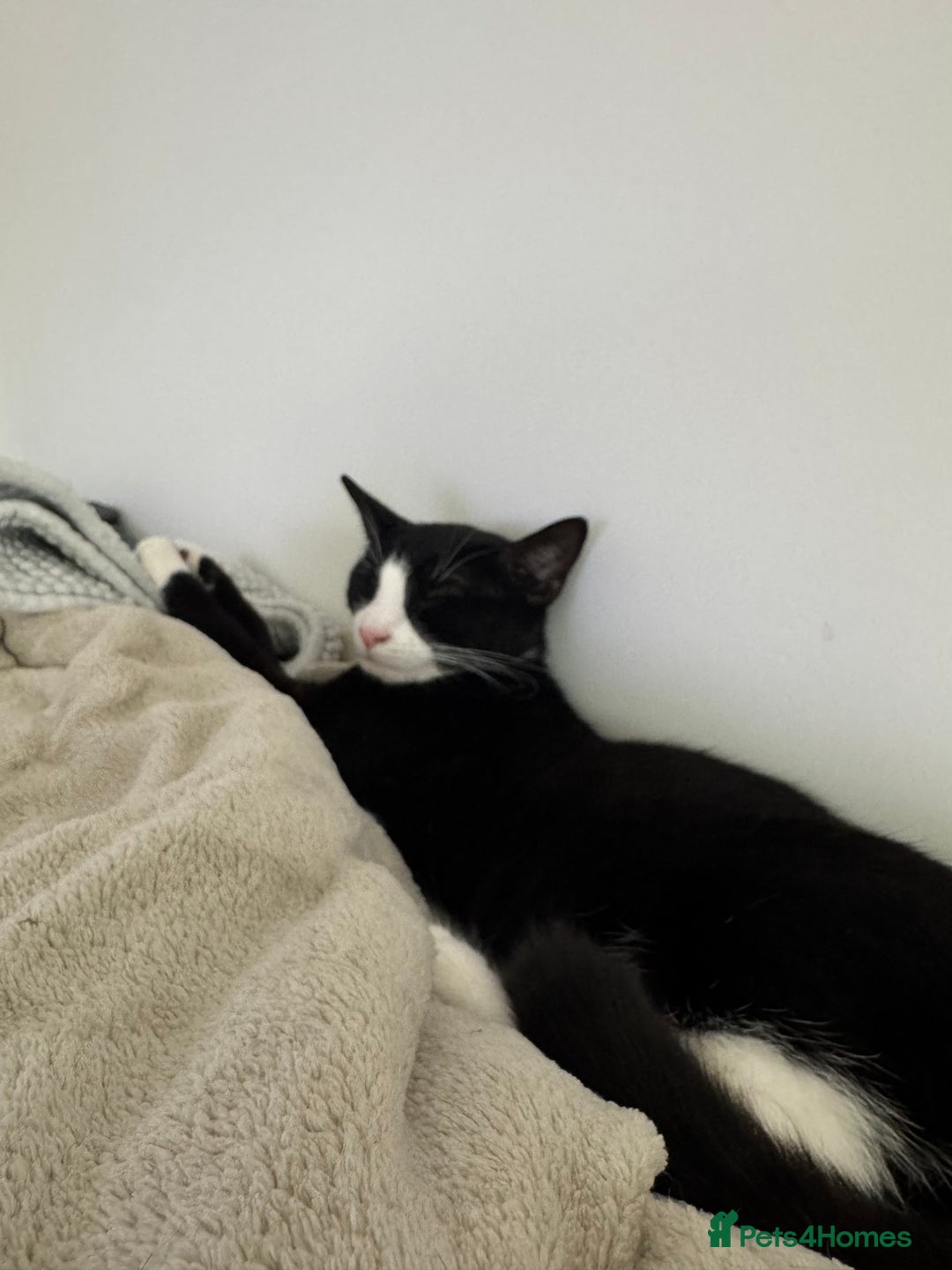 Domestic Shorthair cats for sale: 10 month old tuxedo cat - Image 4