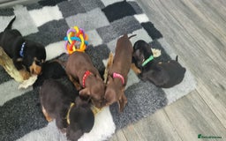 Miniature Dachshund dogs for sale: Miniature Dachshund puppies Longhaired & Smooth  - Image 17