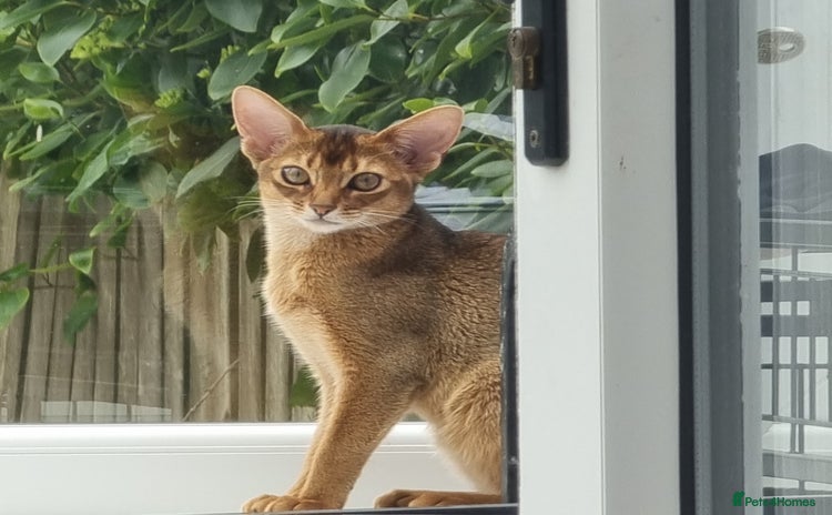 Abyssinian cats - Advert 13