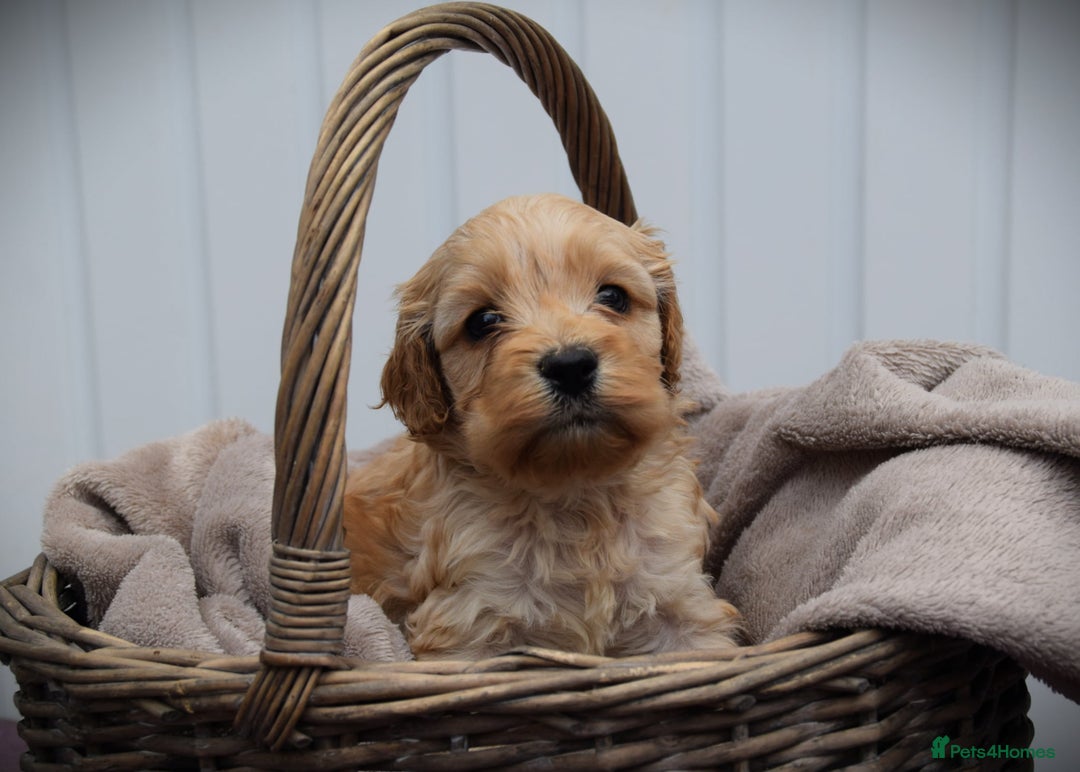 Cockapoo dogs for sale: American cockapoos (yankydoodles)  - Advert 8